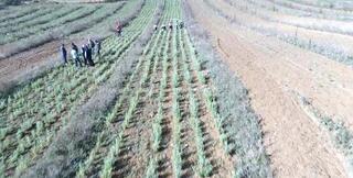 Ada çayının ilk hasadı yapıldı