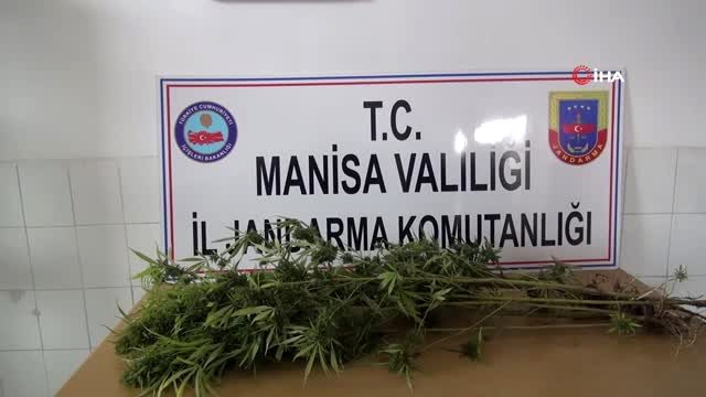 Devriye gezen ekipler Hint keneviri buldu