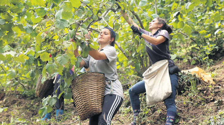 Fındıkta Türkiye'nin üretim payı yüde 69´a çıktı