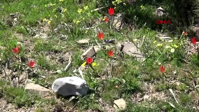 Manisa spil dağı, sonbaharda bir başka güzel