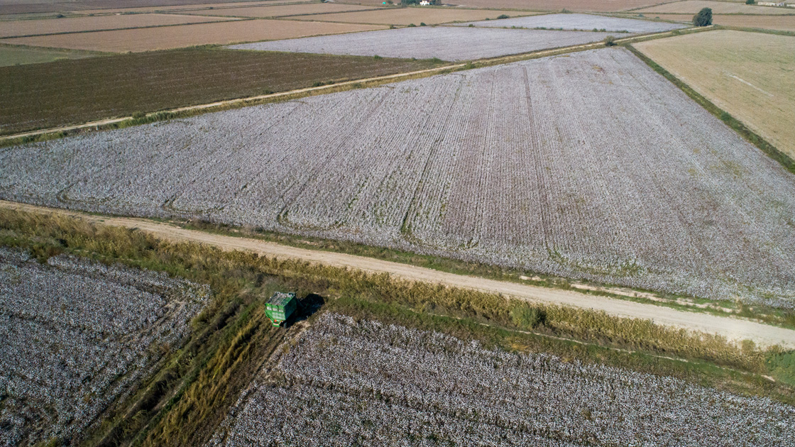 Egede pamuk yüz güldürecek