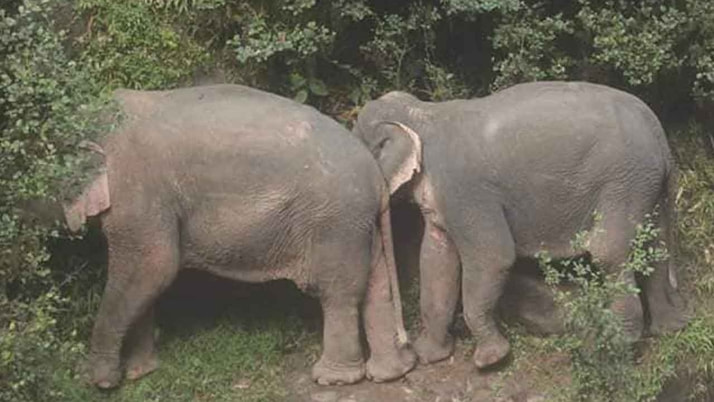Tayland'da şelale havuzuna düşen 6 fil öldü