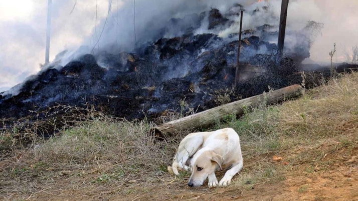 Tekirdağ'da yavrularını yangında kaybeden köpeğin yürek burkan görüntüsü