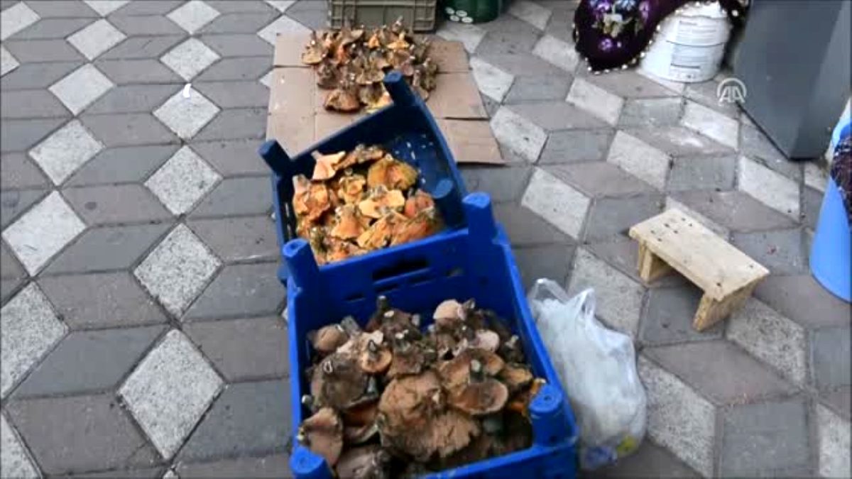 Akademisyenlerden mantar uyarısı: