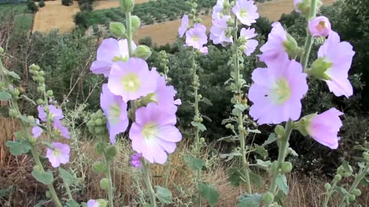 Çitlembik, papatya ve hatmi çiçeği geçim kapısı oldu