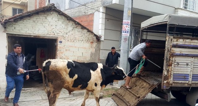 Hayvan tahliyesinde arbede