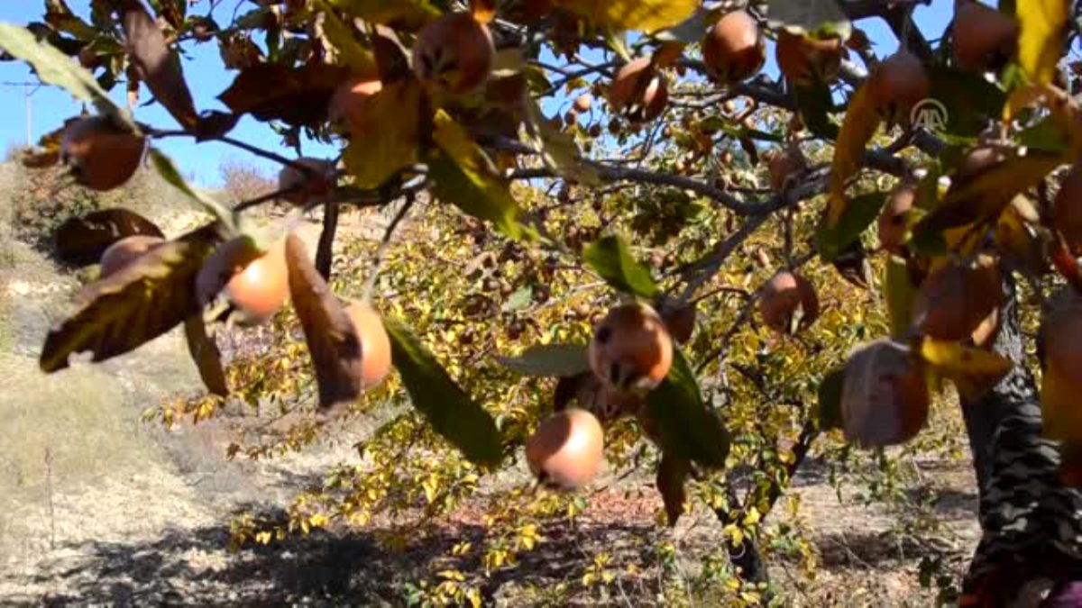 organik muşmula üretimi artıyor