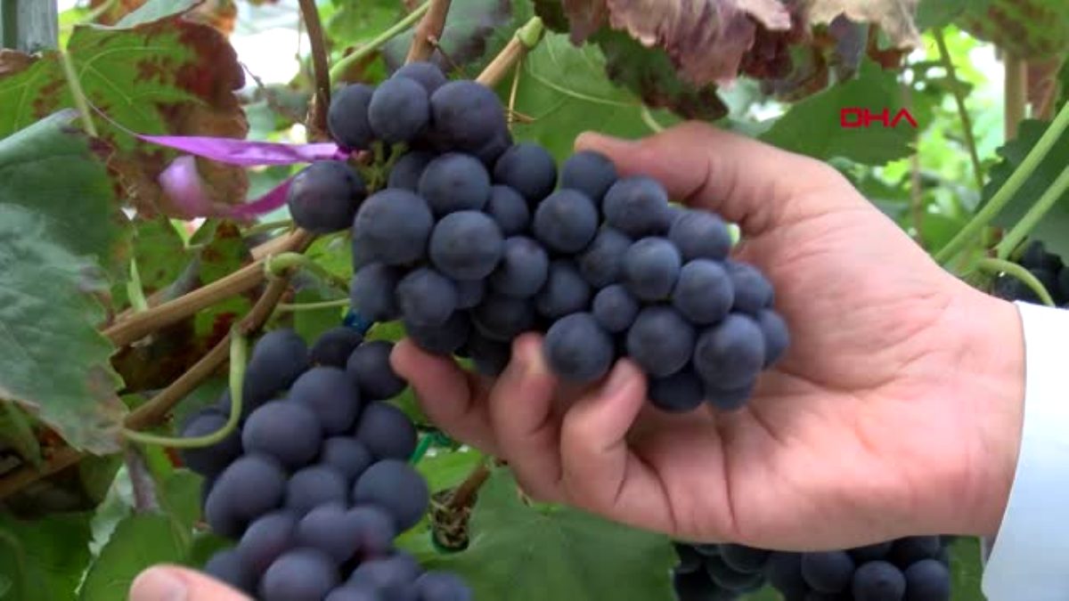 Manisa 2 kez üzüm hasadı