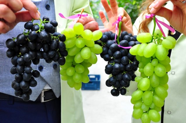 Sera üzüm piyasada