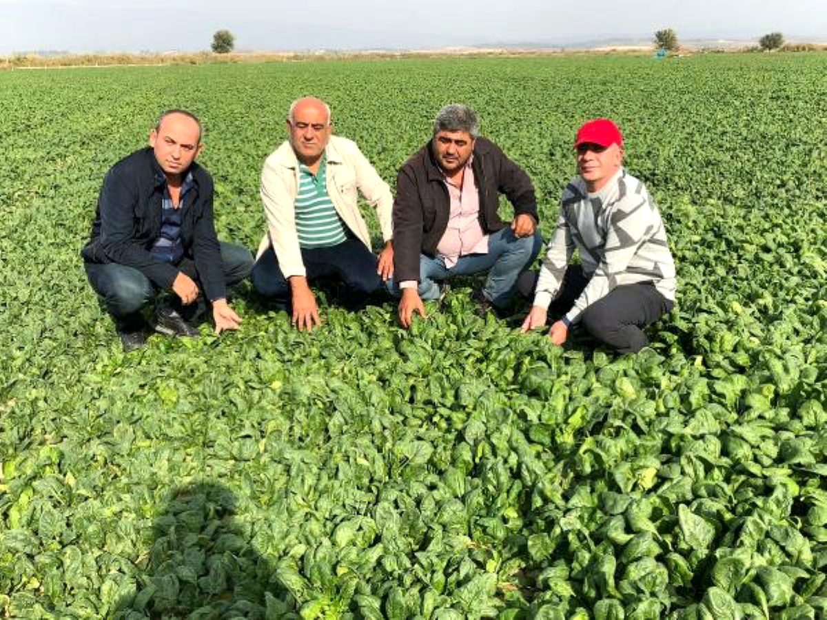 Ispanağın tarlada fiyatı 80 kuruşa düştü