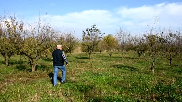 Turgutlu´ da erik ağacı kasımda meyve verdi
