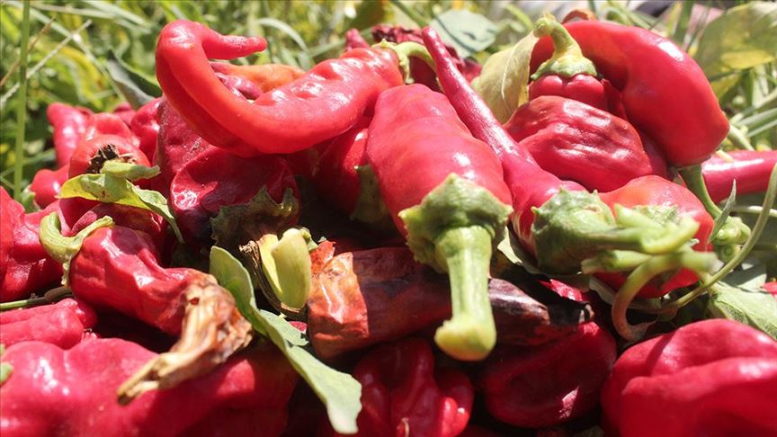 acı biber kalp krizini ve inmeyi önlüyor