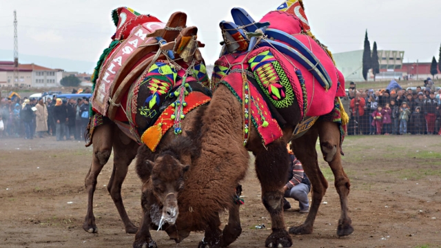 Turgutlu´´ deve güreşi şenlikleri