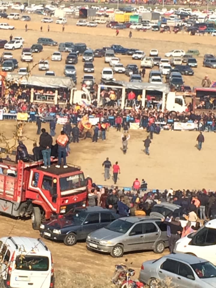 Alaşehir´de deve güreşi