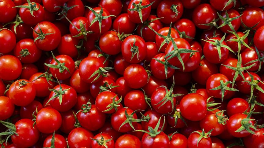 domates zam şampıyonu