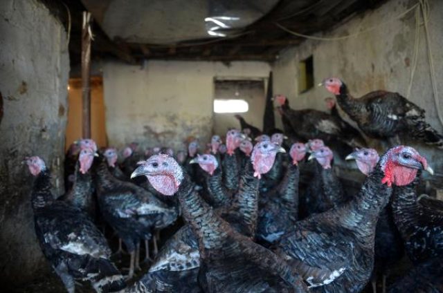 Fiyatlar 130-240 lira arasında