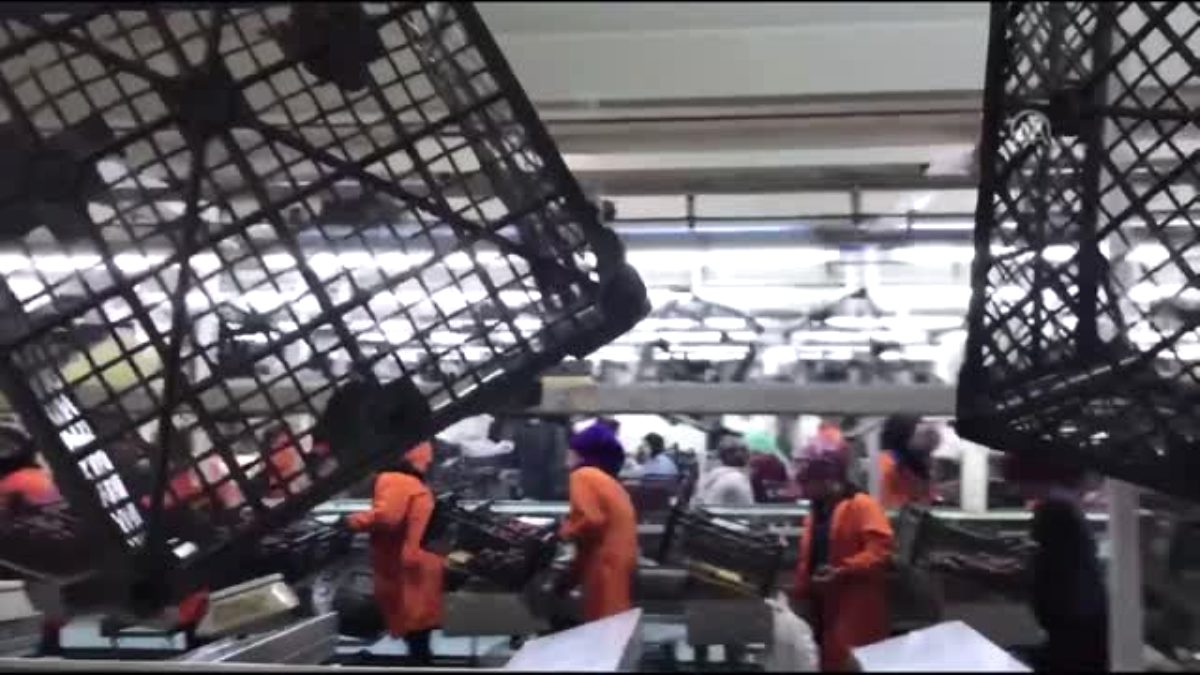 Manisa' da üzüm hasadı