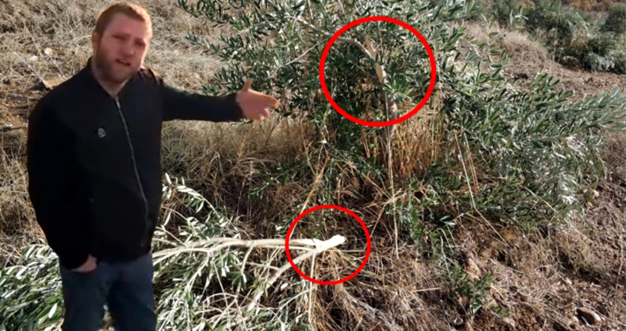 zeytin ağacı katliamı