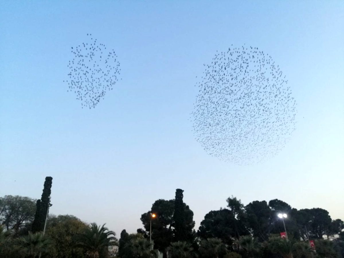 Sığırcık kuşlarından görsel şölen