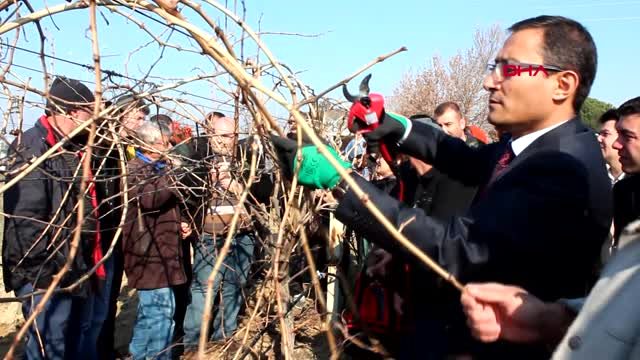 22'si kadın 80 kişi bağ budamayı öğreniyor.