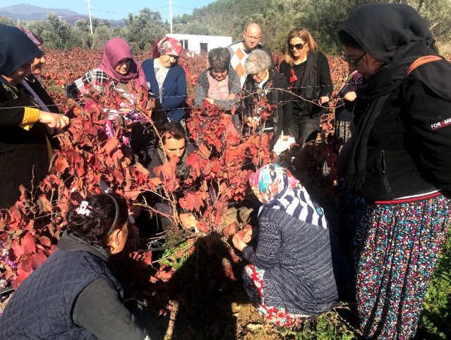 üreticilere budama eğitimi