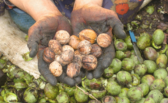 Manisa'da kaliteli ceviz üretimi artıyor