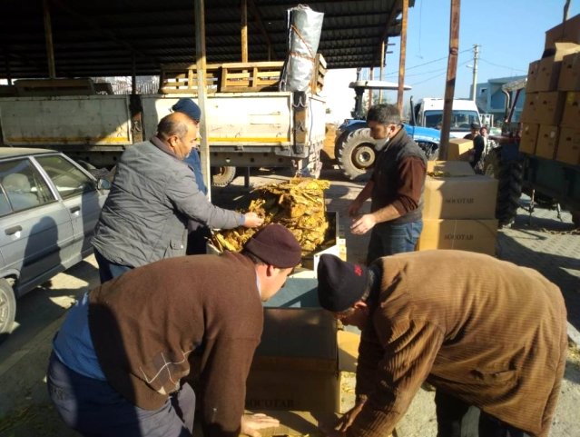 Selendi'de tütün alımları başladı