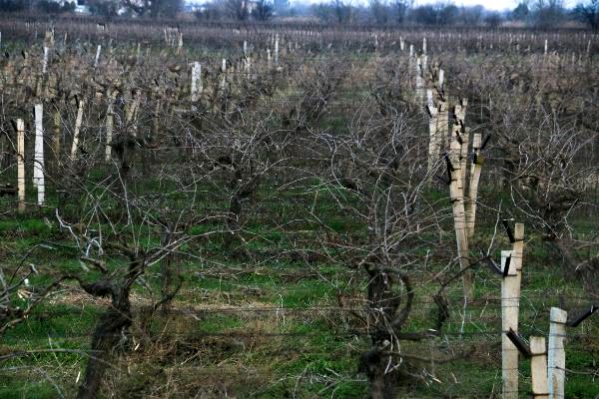 Bağlar kış uykusunda