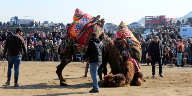 Deve Güreşinde renkli görüntüler