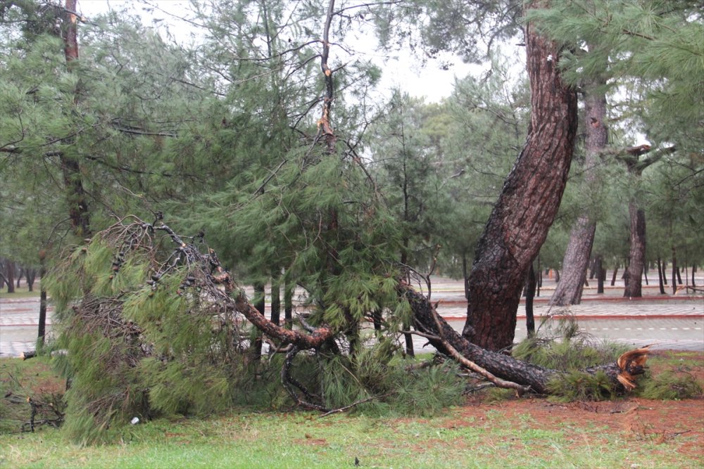 Fırtına Kırkağaç, Kula ve Turgutlu'da etkili oldu.