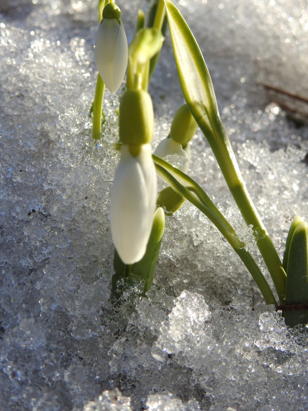 Kardelenler kar altından çıktı
