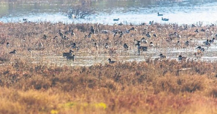 Kuşlar Gediz deltasında konaklıyor