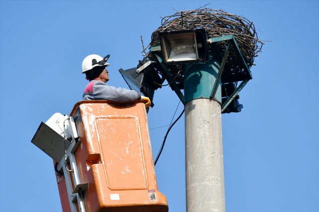 Leylek yuvası yerine kondu.