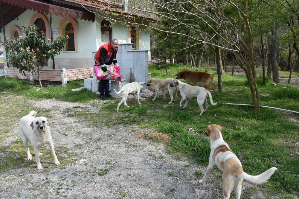 Akhisar belediyesi sokak hayvanlarına sahip çıktı
