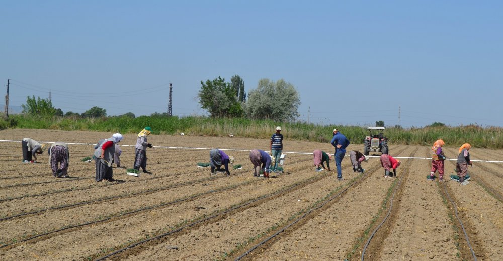 Manisa'da 'Kırmızı Altın' toprakla buluştu