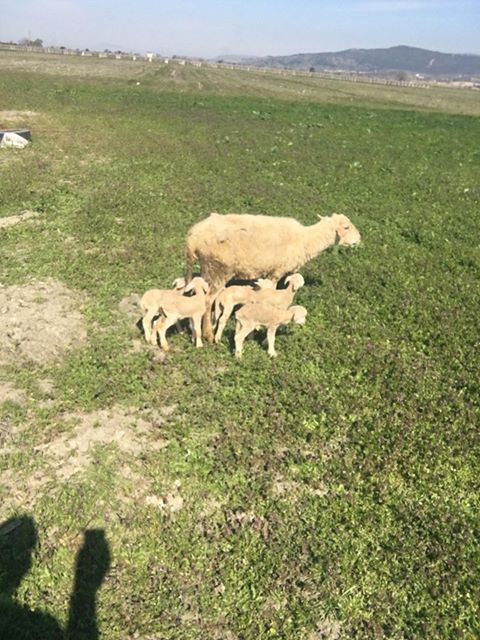 Baharın müjdesi kuzular