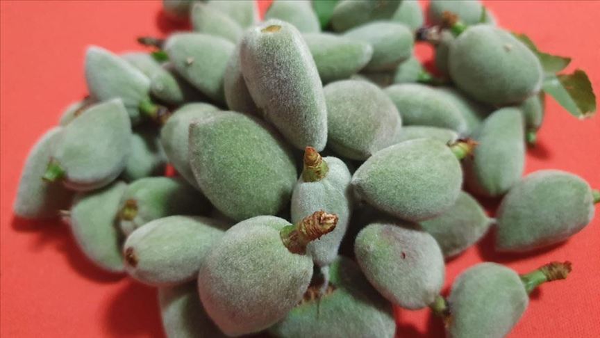 Çağla bademin kilosu 100 lira