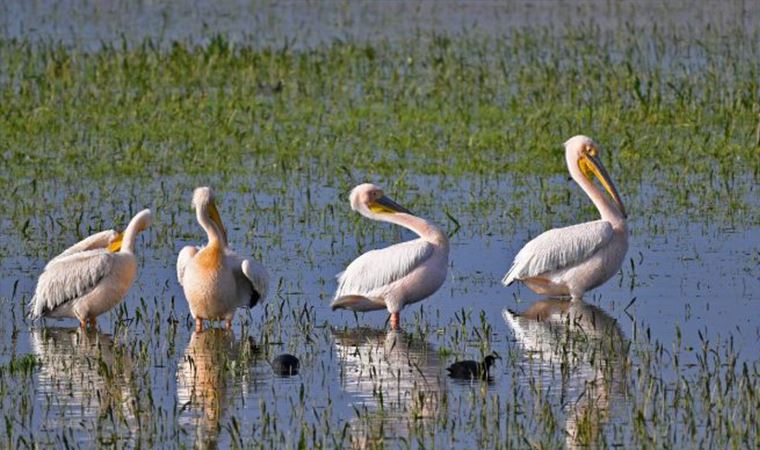 Göl ak pelikanlara kaldı