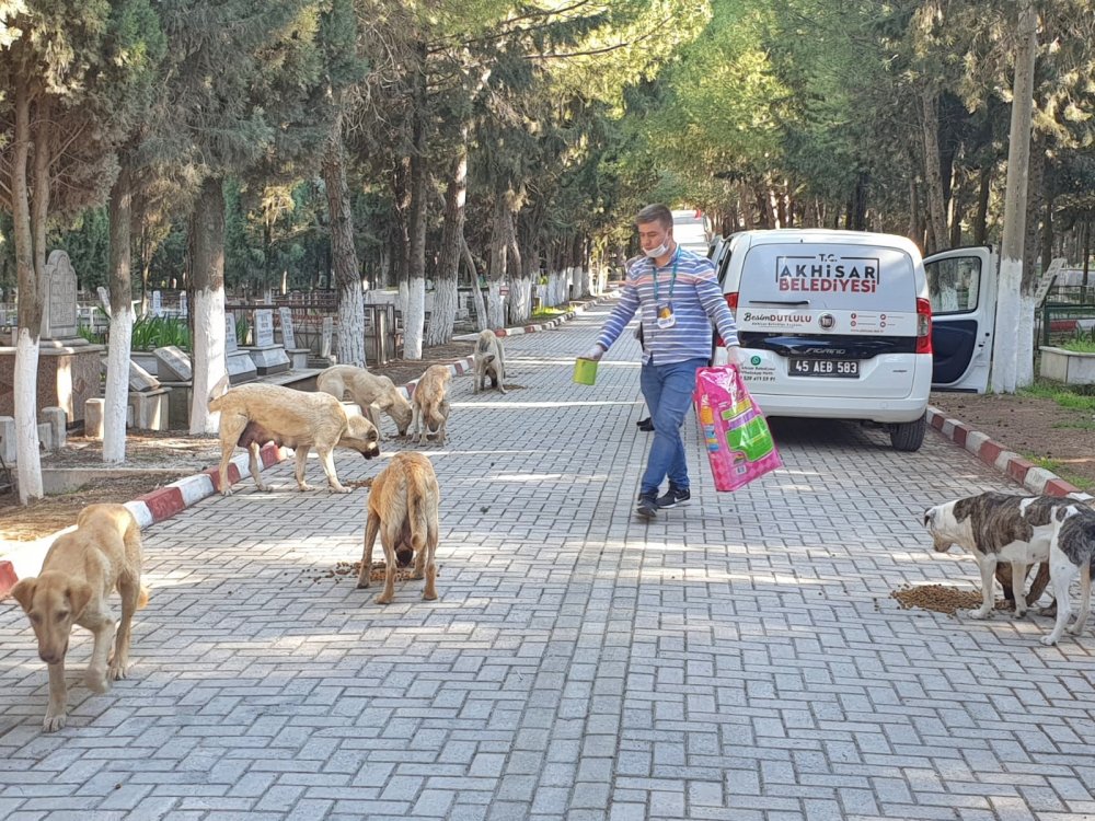 Sokak hayvanlarının mama dağıtımı sürüyor