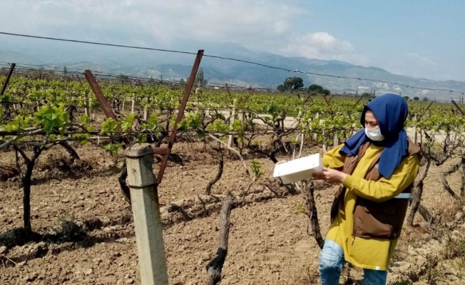 Bağlarda hastalık taraması başladı