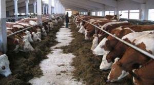 Yem fiyatları arttı et ve sütte sıkıntı kapıda