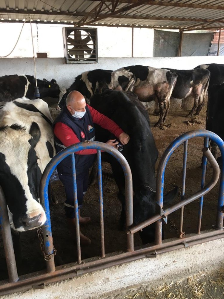 Hayvanlara koruyucu aşı