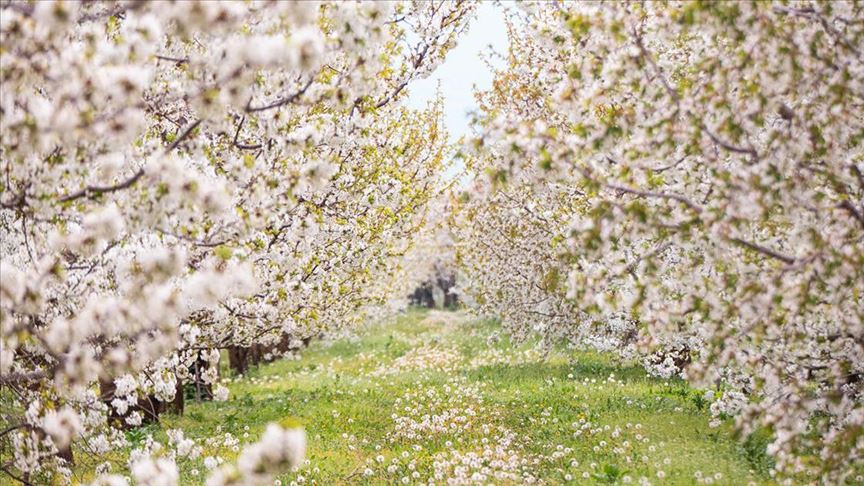 Kiraz ağaçları çiçek açtı