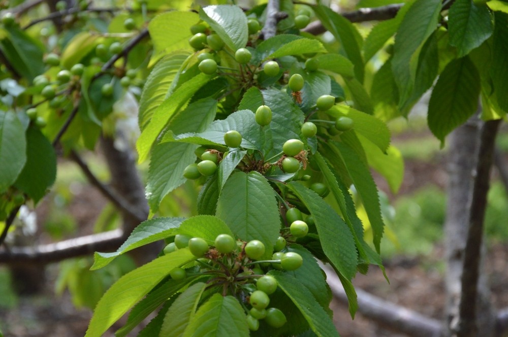 İlkbahar meyvası kiraz dallardan sarktı