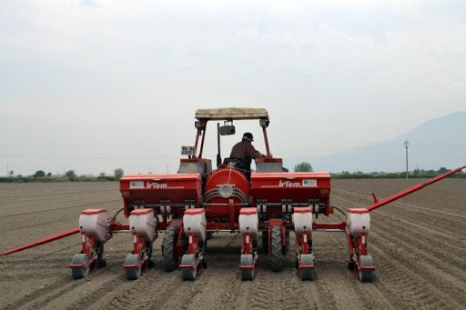 Pamuk ekimi başladı