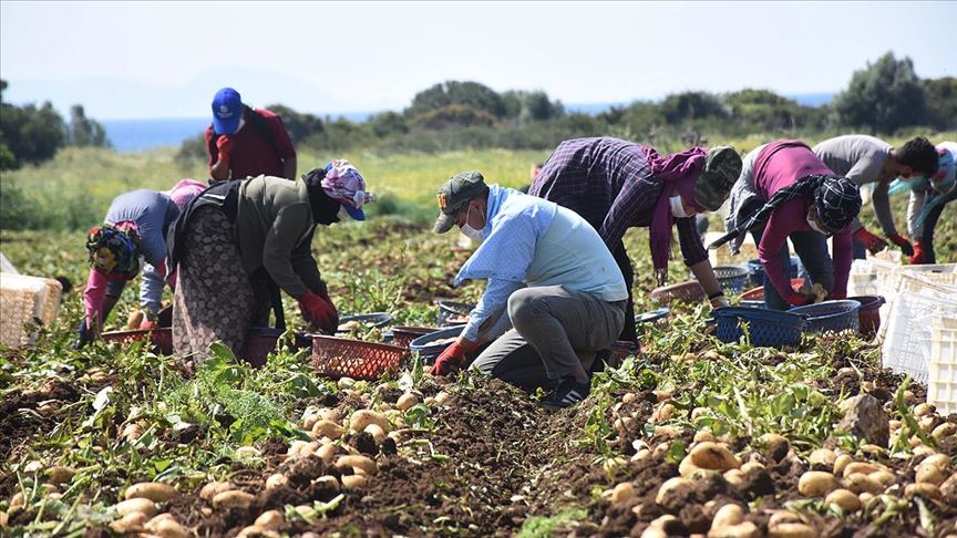 Muğla'da patates hasadı başladı