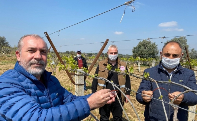 Üzümler güvelerden korunacak