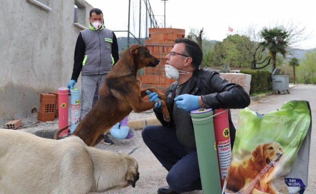 Belediye sokak hayvanlarını unutmadı