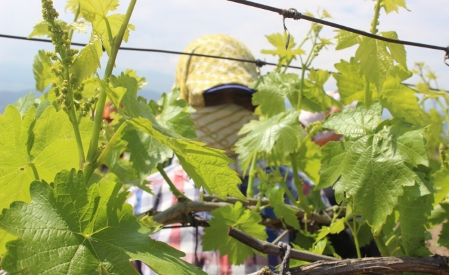 Yaprak toplamada sosyal mesafe kuralı