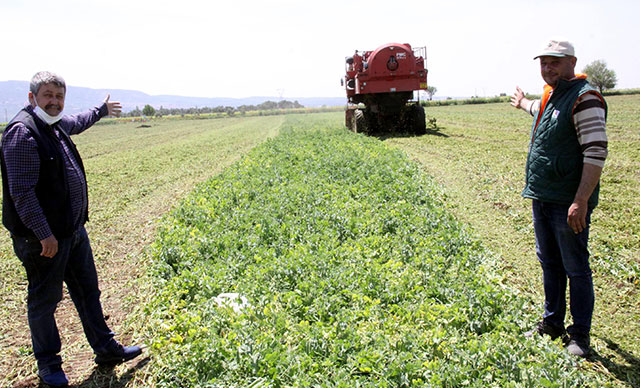 Sözleşmeli çiftçilikle üretilen bezelye hasadına başlandı